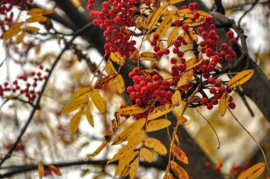 Red rowan berries. Golden yellow autumn leaves clipart