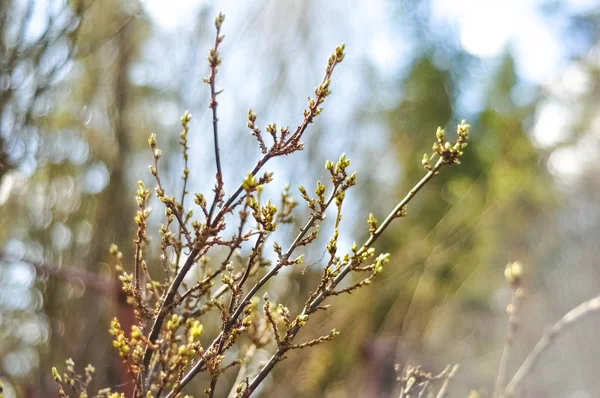 Ramas de arbusto de primavera con brotes en el fondo de bokeh borroso —  Fotos de Stock
