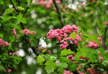 Pembe alıç çiçekler. Haw Şubesi çiçeklenme. Bahar makro fotoğraf