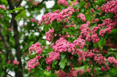 Pembe alıç çiçekler. Haw Şubesi çiçeklenme. Bahar makro fotoğraf