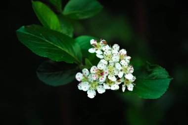 Chokeberry çiçek ve yaprakları. Bahar makro fotoğraf
