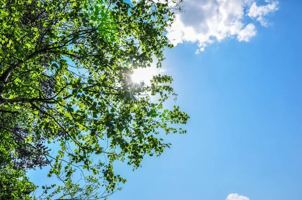 Сонячні промені, що світять зелене листя і гілки на блакитному небі — стокове фото