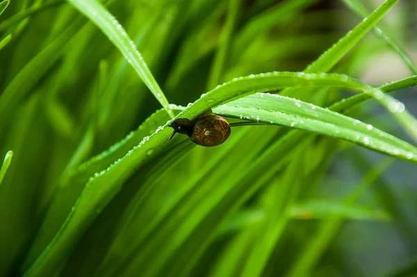 Улитка прячется в зеленой траве. Макро-фото дикой природы — стоковое фото