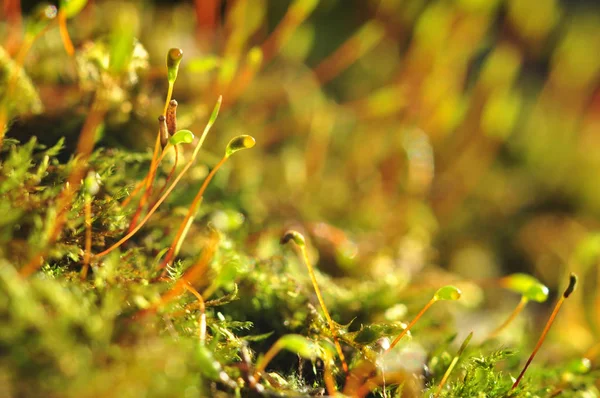 Colorful moss on blurred background closeup macro photo — Stock Photo, Image