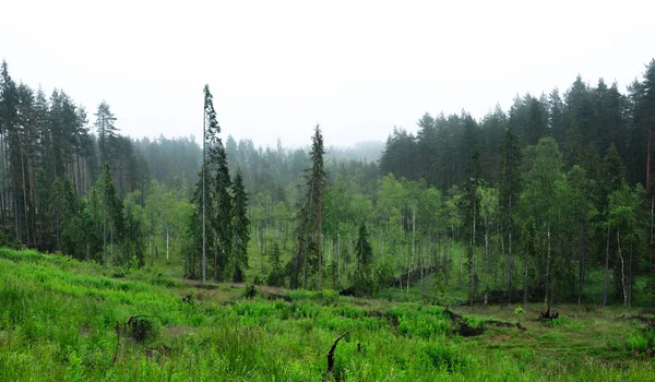 Πράσινο ομιχλώδες βόρειο δάσος από έλατα, πεύκα και σημύδες τοπίο — Φωτογραφία Αρχείου