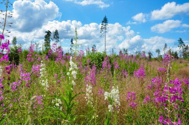Mavi bulutlu gökyüzü altında çiçek açan Sally veya Ivan-çay pembe ve beyaz çiçekler çayır.
