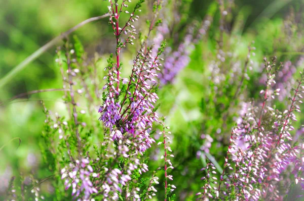 Little pink flowers of blooming Heather. Spring closeup macro photo — Stock Photo, Image