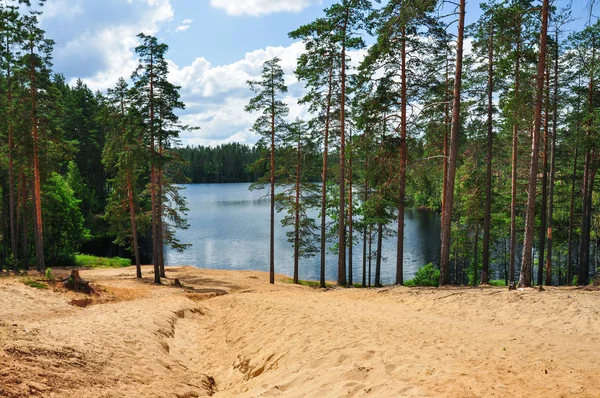 Descenso de la orilla arenosa del lago en el bosque —  Fotos de Stock