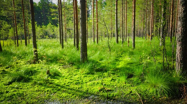 Vastgereden, begroeide kronendak. Noordelijke bossen landschap. Groene zomer foto — Stockfoto