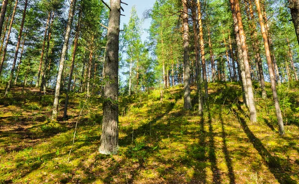 Luifel boslandschap. Stralende zon en schaduwen van de bomen — Stockfoto