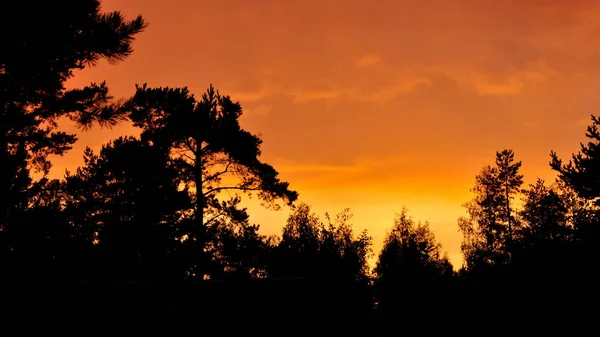 Silhuetas de árvores no fundo de cor de laranja dourada do pôr do sol — Fotografia de Stock