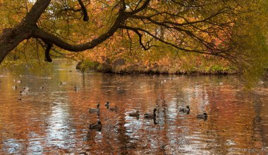 Ördekler ağaca asılı altında sonbahar Park su birikintisi içinde yüzmeye. Catherinehof, Saint-Petersburg parkta Ekaterinhof