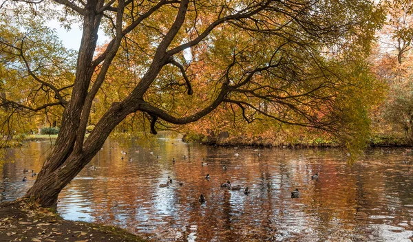鸭子在池塘里下挂树秋天的公园里游泳。Catherinehof，Ekaterinhof 公园在圣彼得斯堡 — 图库照片