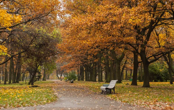 Boş tezgah sonbahar Park sokak tarafında. Catherinehof, Saint-Petersburg parkta Ekaterinhof