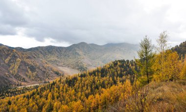 Altay Dağları, renkli sonbahar ormanları ile kaplı