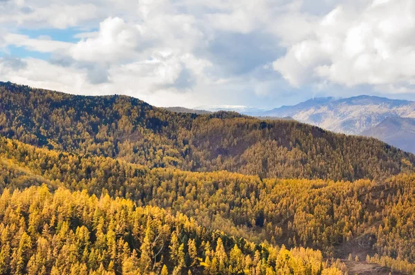 Montagnes Altaï, couvertes de forêts d'automne colorées — Photo