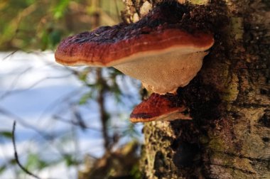 Tinder fungus growing on stump. Closeup scene of russian forest clipart