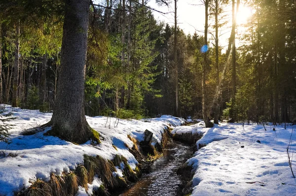 Creek erken Bahar orman, karla kaplı gölgelik, sunhine ağaçların içinde. Doğa manzara