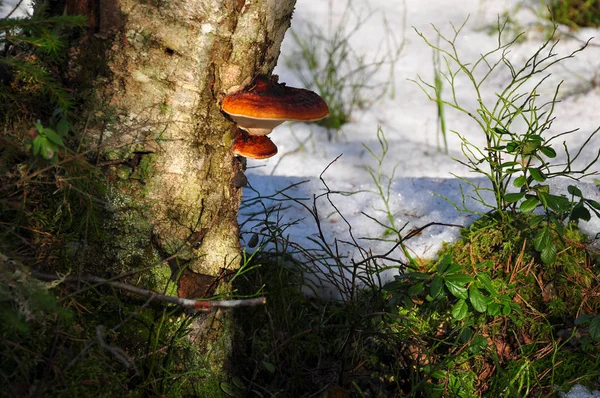 Fnöske svamp växer på stubben. Närbild scen av ryska skog — Stockfoto