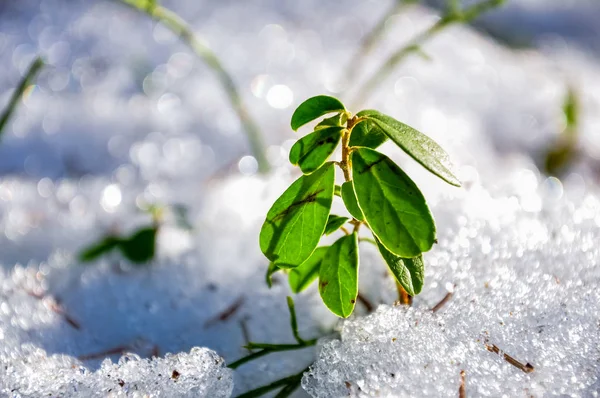 Cowberry bush surrounded by snow. Lingonberry macro photo — Stock Photo, Image