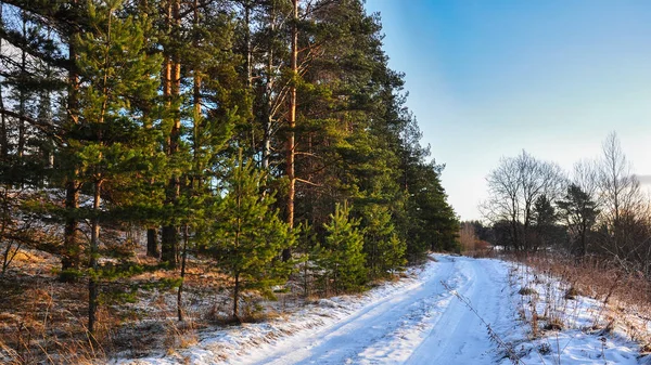 Снігова сільська дорога вздовж соснового лісового поясу — стокове фото