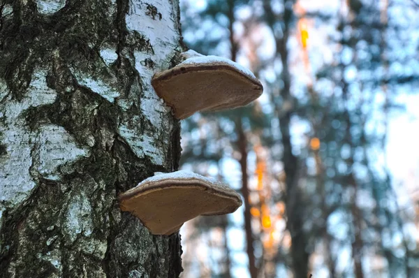 Hongos yesca creciendo en el abedul. Escena de primer plano del bosque ruso de invierno —  Fotos de Stock