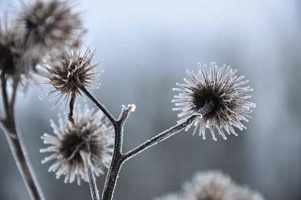 Κατεψυγμένα ξηρό γαϊδουράγκαθο. Πάγου-καλύπτονται φυτό. Παγετός κλαδιά. Μακροεντολή — Φωτογραφία Αρχείου