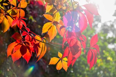 Kırmızı ve sarı kızlık üzüm yaprakları içinde güneşin parlak ışınları