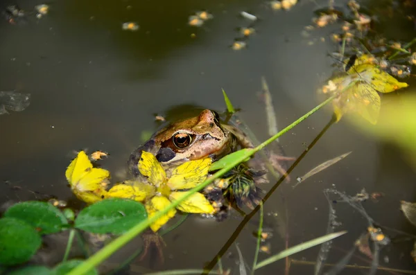 Linda rana se asoma fuera del agua, aferrándose a una flor — Foto de Stock