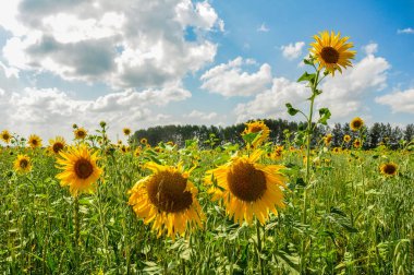 Parlak renkli alan ayçiçeği. Yaz doğa manzara.