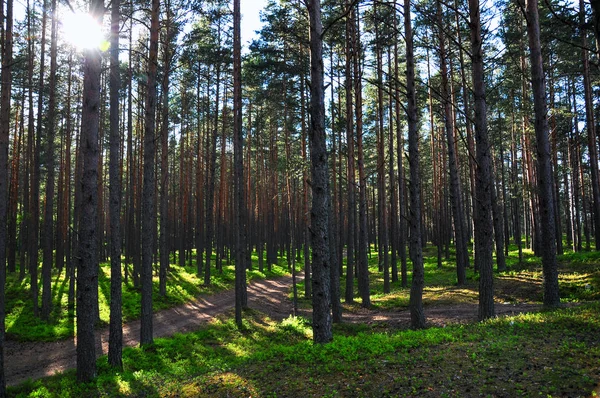 Paisaje de dosel forestal. Sol brillante y sombras de árboles —  Fotos de Stock