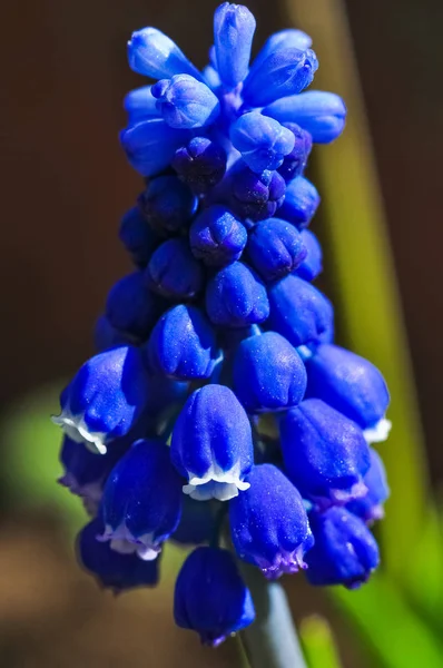 Blue Muscari flower, detailed closeup macro photo. Stock Image