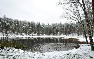 Kış karlı orman manzarası. Gölde ördekler yüzüyor