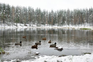 Kış karlı orman manzarası. Gölde ördekler yüzüyor