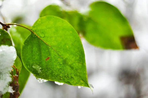 Zöld levelek, hóval borított. Természet makró fotó. — Stock Fotó