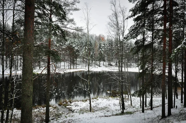 松と白樺の雪が降った冬の森にある湖。季節の自然の風景 — ストック写真