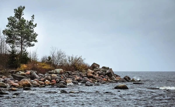Kiefern am steinigen Ufer des stürmisch wogenden Ladoga-Sees. priosersk, russland — Stockfoto