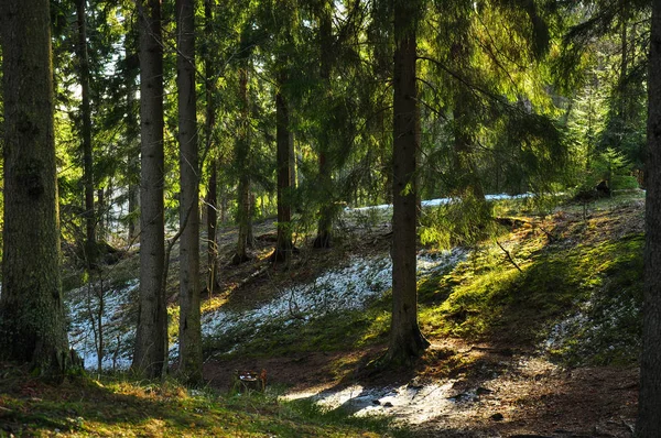 Mistério floresta de fadas. abetos verdes e raios de sol, brilhando através dos ramos . — Fotografia de Stock