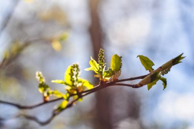 Yeşil kuş kiraz tomurcukları. Bahar makro fotoğraf. Prunus padus dalları