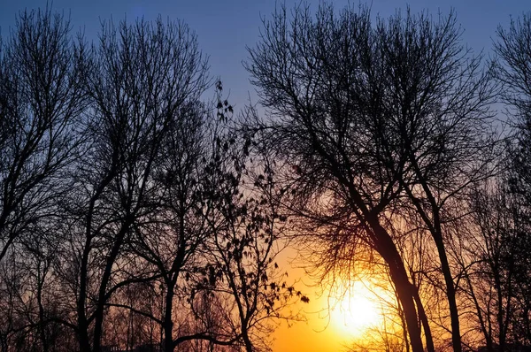 Árvores silhuetas contra o sol nascente. Manhã amanhecer cena — Fotografia de Stock