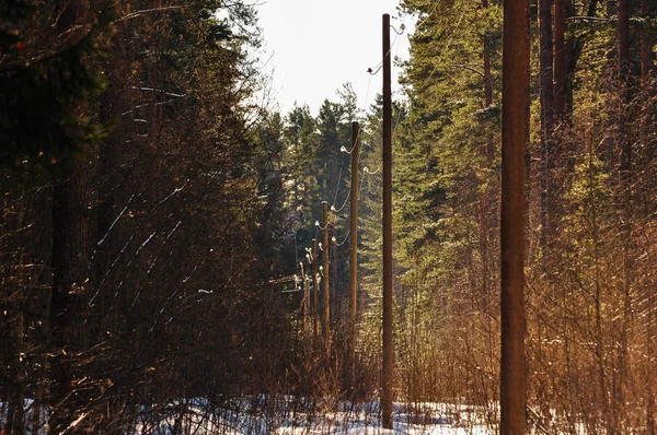 Power lijn pijlers in het bos, in een rij geplaatst. — Stockfoto