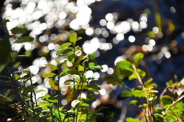 Colorful green cowberry bush against bokeh circles of blurred water. Lingonberry macro photo — Stock Photo, Image