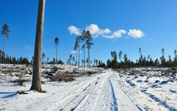 Caminos nevados en el bosque de pinos cortados — Foto de Stock