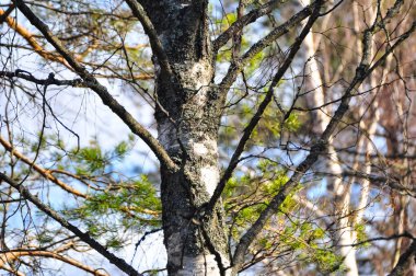 Yosunlu gövde ve huş ağacı dalları