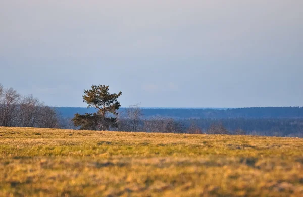 Pine in het veld boven op de heuvel. — Stockfoto