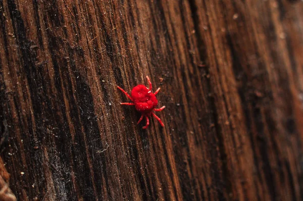 Red Velvet atka vagy Rainbug a fára. — Stock Fotó