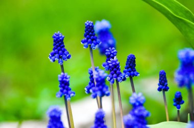 Çim, closeup makro fotoğraf mavi Muscari çiçek.