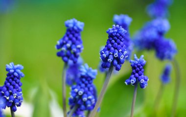 Çim, closeup makro fotoğraf mavi Muscari çiçek.