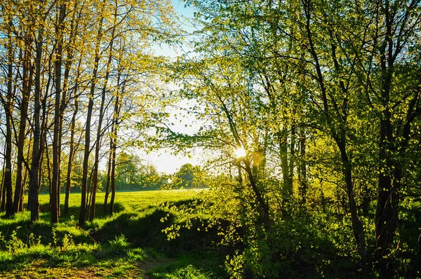 Rayos del sol de la mañana brillando a través de las hojas verdes y ramas de los árboles del bosque —  Fotos de Stock