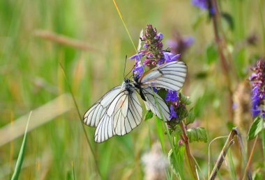 Beyaz lahana kelebekler üzerinde küçük mor çiçekler